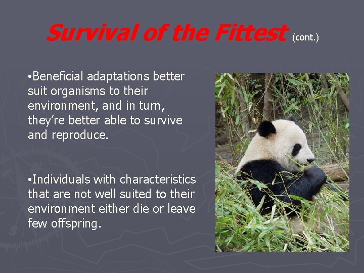 Survival of the Fittest • Beneficial adaptations better suit organisms to their environment, and