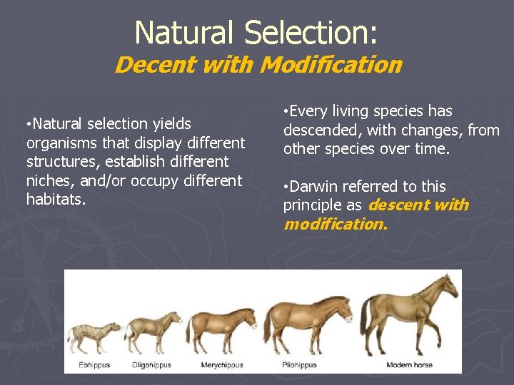 Natural Selection: Decent with Modification • Natural selection yields organisms that display different structures,
