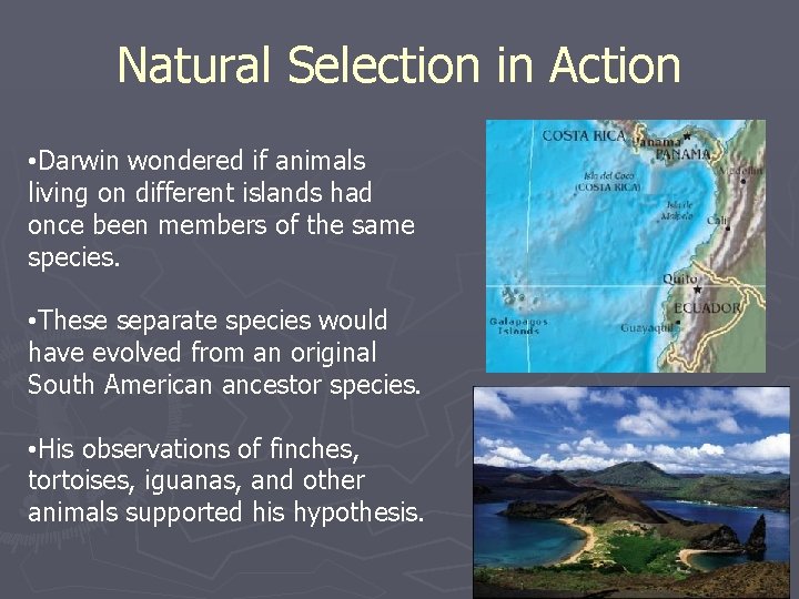 Natural Selection in Action • Darwin wondered if animals living on different islands had
