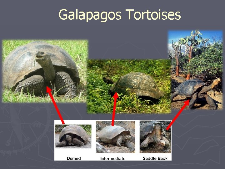 Galapagos Tortoises 