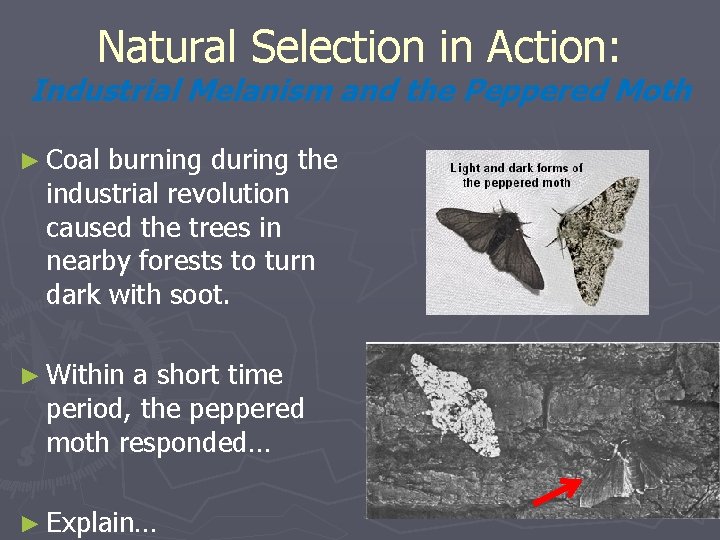Natural Selection in Action: Industrial Melanism and the Peppered Moth ► Coal burning during