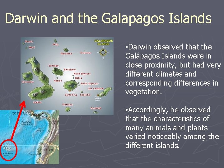 Darwin and the Galapagos Islands • Darwin observed that the Galápagos Islands were in