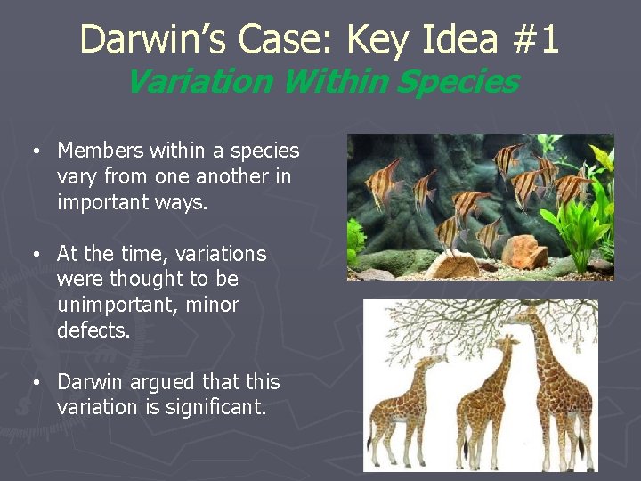 Darwin’s Case: Key Idea #1 Variation Within Species • Members within a species vary
