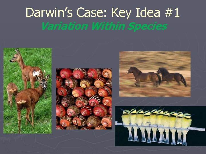 Darwin’s Case: Key Idea #1 Variation Within Species 