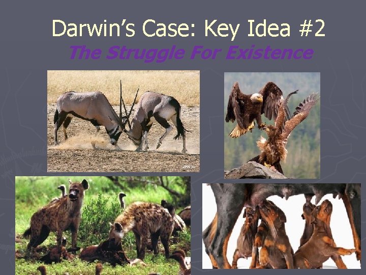 Darwin’s Case: Key Idea #2 The Struggle For Existence 