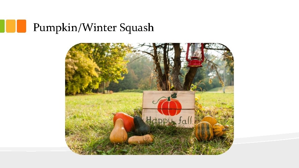 Pumpkin/Winter Squash 