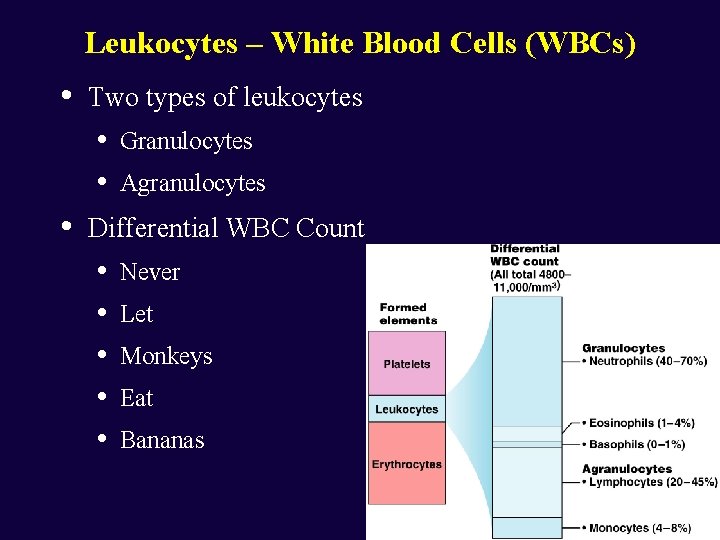 Leukocytes – White Blood Cells (WBCs) • Two types of leukocytes • • •