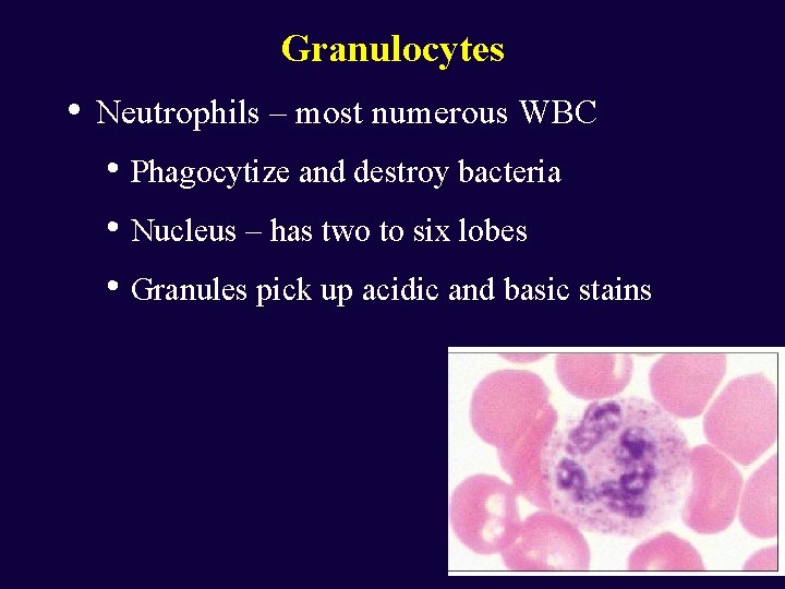 Granulocytes • Neutrophils – most numerous WBC • Phagocytize and destroy bacteria • Nucleus
