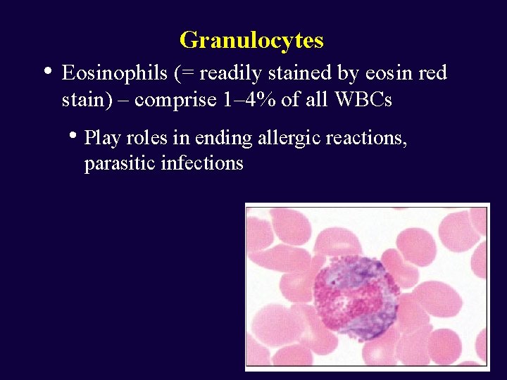 Granulocytes • Eosinophils (= readily stained by eosin red stain) – comprise 1– 4%