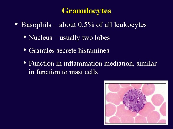 Granulocytes • Basophils – about 0. 5% of all leukocytes • Nucleus – usually