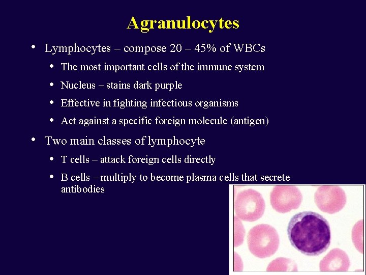 Agranulocytes • Lymphocytes – compose 20 – 45% of WBCs • • • The