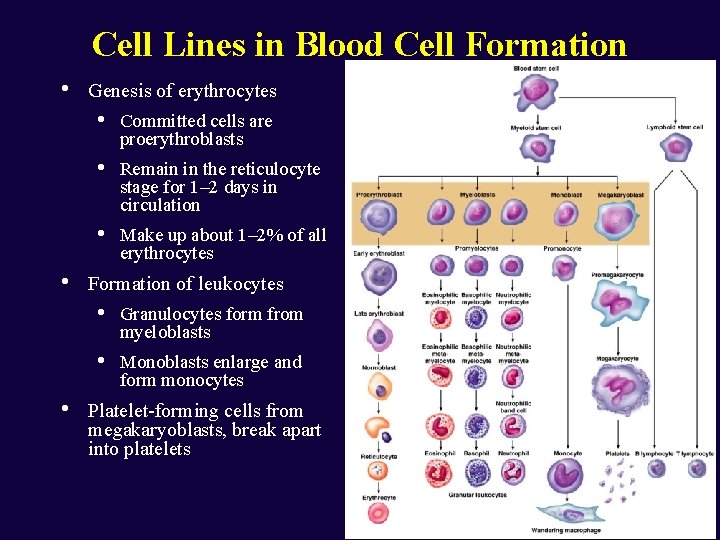 Cell Lines in Blood Cell Formation • • • Genesis of erythrocytes • Committed