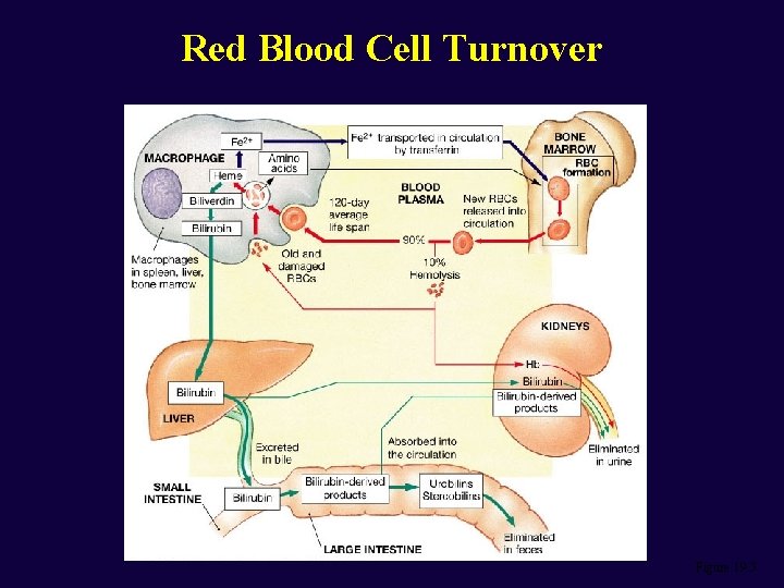 Red Blood Cell Turnover Figure 19. 5 
