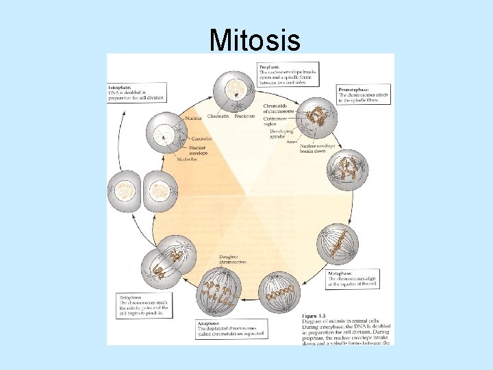 Mitosis 