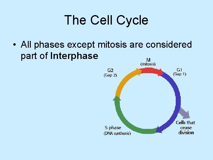 The Cell Cycle • All phases except mitosis are considered part of Interphase 