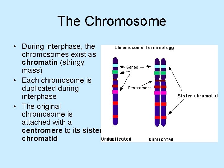 The Chromosome • During interphase, the chromosomes exist as chromatin (stringy mass) • Each