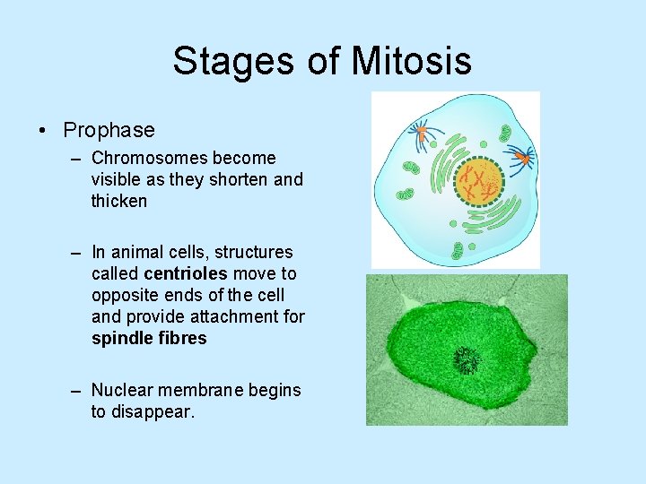 Stages of Mitosis • Prophase – Chromosomes become visible as they shorten and thicken