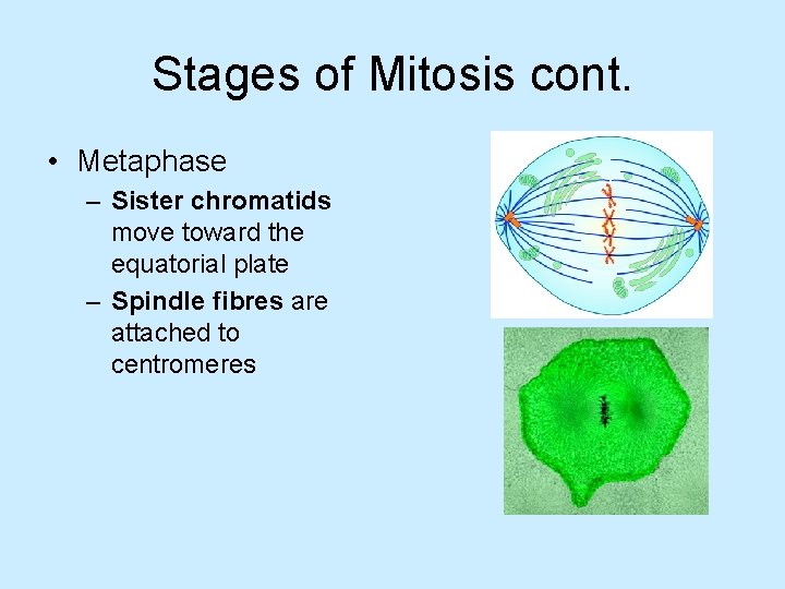 Stages of Mitosis cont. • Metaphase – Sister chromatids move toward the equatorial plate