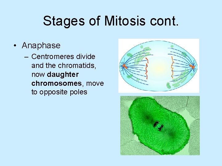 Stages of Mitosis cont. • Anaphase – Centromeres divide and the chromatids, now daughter