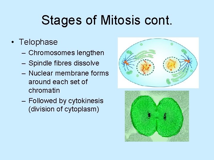 Stages of Mitosis cont. • Telophase – Chromosomes lengthen – Spindle fibres dissolve –