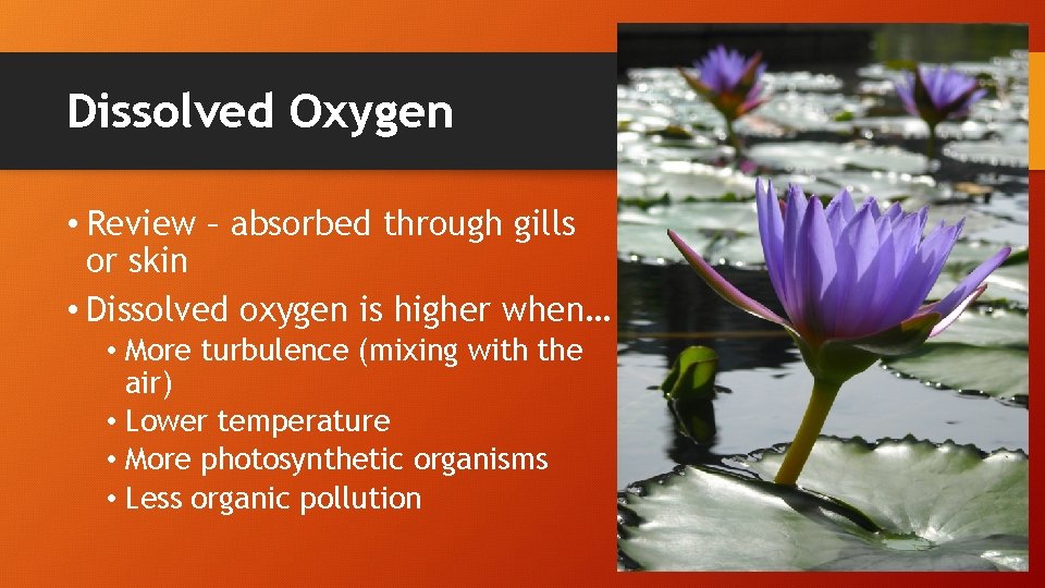 Dissolved Oxygen • Review – absorbed through gills or skin • Dissolved oxygen is