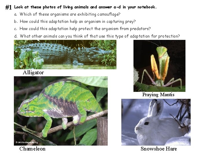 #1 Look at these photos of living animals and answer a-d in your notebook.