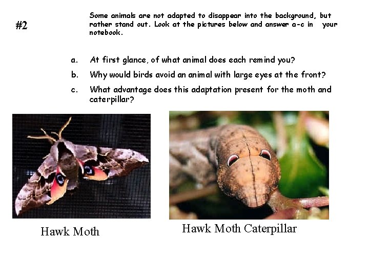 Some animals are not adapted to disappear into the background, but rather stand out.