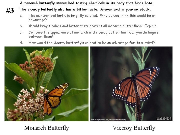 A monarch butterfly stores bad tasting chemicals in its body that birds hate. #3