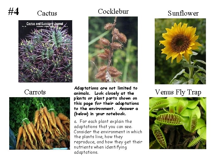 #4 Cactus Carrots Cocklebur Adaptations are not limited to animals. Look closely at the