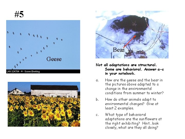 #5 Bear Geese Not all adaptations are structural. Some are behavioral. Answer a-c in