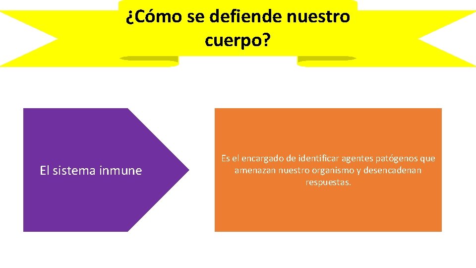 ¿Cómo se defiende nuestro cuerpo? El sistema inmune Es el encargado de identificar agentes