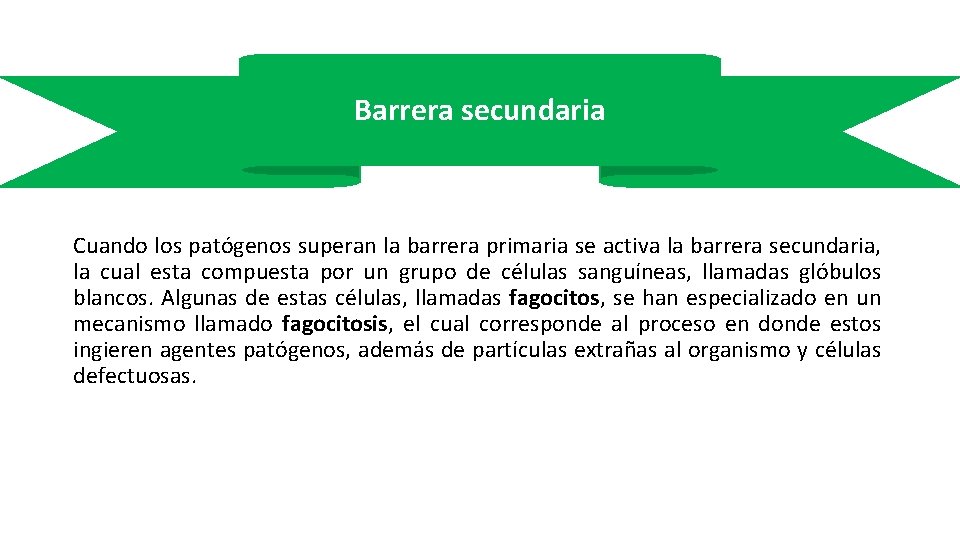 Barrera secundaria Cuando los patógenos superan la barrera primaria se activa la barrera secundaria,