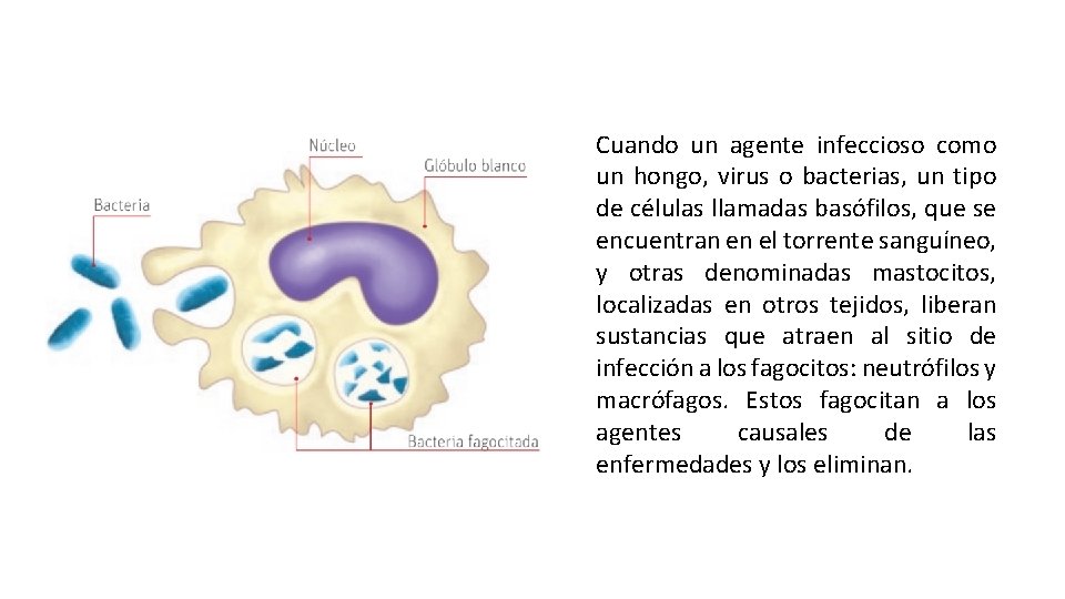 Cuando un agente infeccioso como un hongo, virus o bacterias, un tipo de células