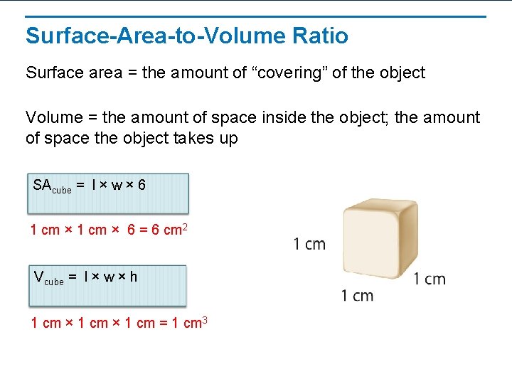 Surface-Area-to-Volume Ratio Surface area = the amount of “covering” of the object Volume =