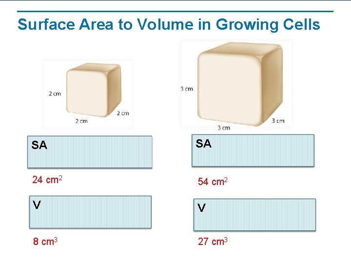 Surface Area to Volume in Growing Cells SA SA 24 cm 2 54 cm