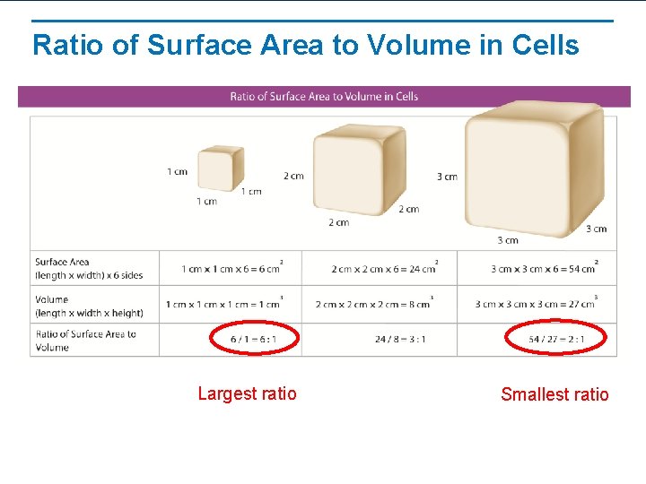 Ratio of Surface Area to Volume in Cells Largest ratio Smallest ratio 