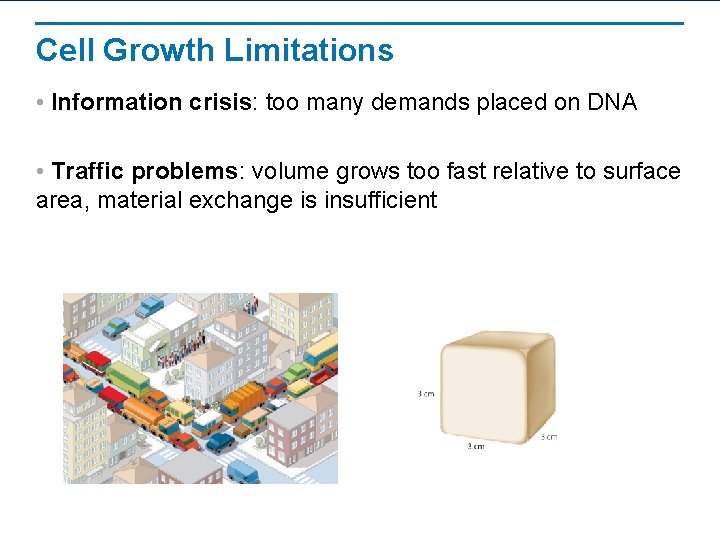 Cell Growth Limitations • Information crisis: too many demands placed on DNA • Traffic