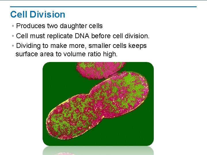 Cell Division • Produces two daughter cells • Cell must replicate DNA before cell