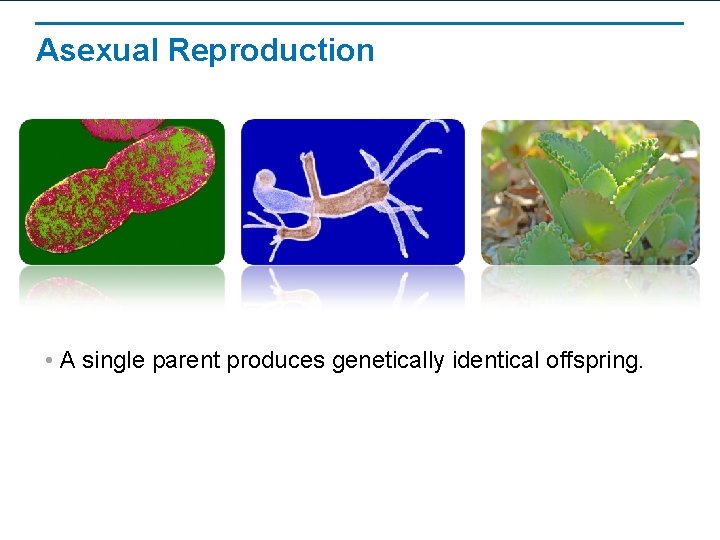 Asexual Reproduction • A single parent produces genetically identical offspring. 