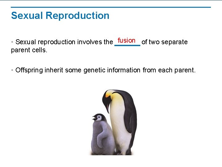 Sexual Reproduction • Sexual reproduction involves the fusion of two separate parent cells. •