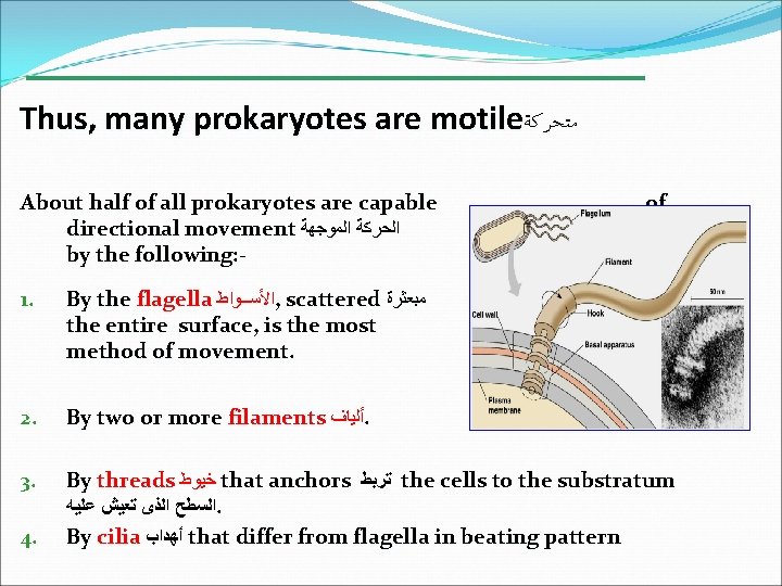 Thus, many prokaryotes are motile ﻣﺘﺤﺮﻛﺔ About half of all prokaryotes are capable directional