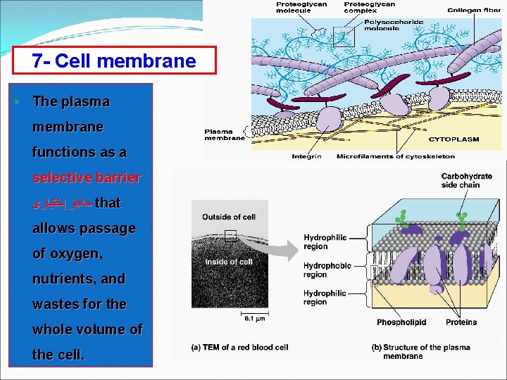 7 - Cell membrane • The plasma membrane functions as a selective barrier ﺣﺎﺟﺰ