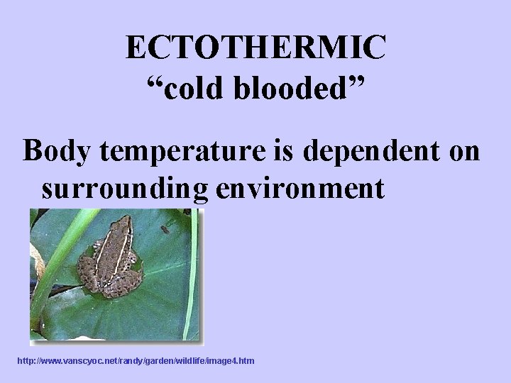 ECTOTHERMIC “cold blooded” Body temperature is dependent on surrounding environment http: //www. vanscyoc. net/randy/garden/wildlife/image