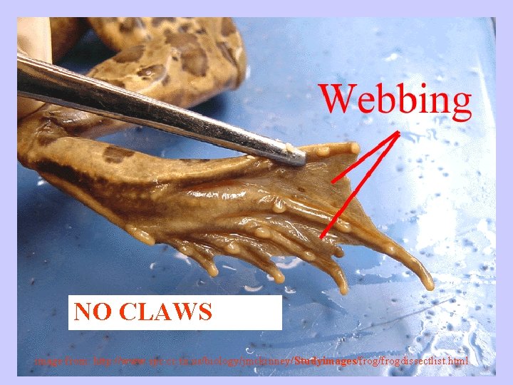 NO CLAWS image from: http: //www. spc. cc. tx. us/biology/jmckinney/Studyimages/frogdissectlist. html 