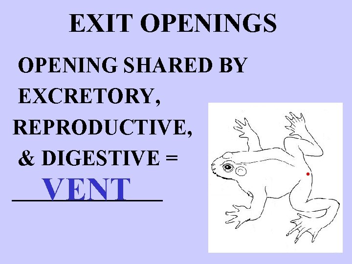 EXIT OPENINGS OPENING SHARED BY EXCRETORY, REPRODUCTIVE, & DIGESTIVE = _______ VENT http: //www.