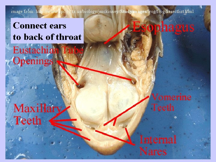 image from: http: //www. spc. cc. tx. us/biology/jmckinney/Studyimages/frogdissectlist. html Connect ears to back of