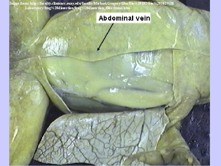 Image from; http: //faculty. clintoncc. suny. edu/faculty/Michael. Gregory/files/Bio%20102%20 Laboratory/frog%20 dissection_files/frame. htm 