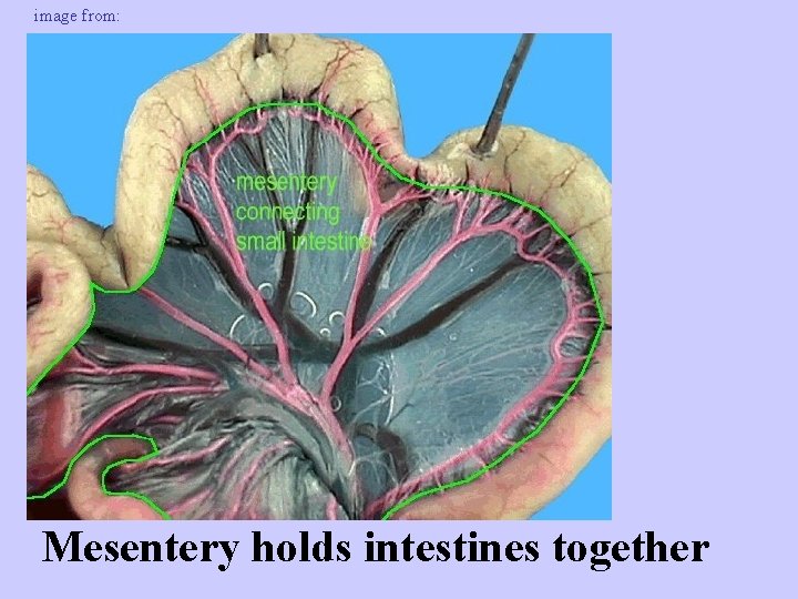 image from: http: //www. manheimcentral. org/~tw 005690/Frog/frog. htm Mesentery holds intestines together 