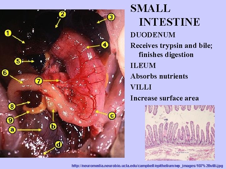 http: //biog-101 -104. bio. cornell. edu/Biog 101_104/tutorials/frog. html SMALL INTESTINE DUODENUM Receives trypsin and