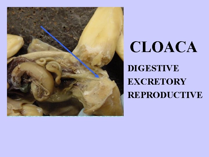 CLOACA DIGESTIVE EXCRETORY REPRODUCTIVE 